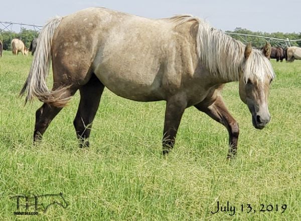 SMOKIE GOLD BAR MA  Gray Filly